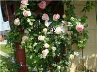 5fa9b290-Picture 2262.jpg